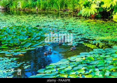 Anatre Green Ninfee perenne Van Dusen Garden Vancouver British Columbia Canada Foto Stock