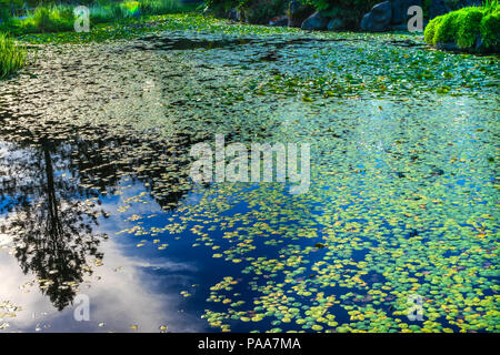 Lily Green Ninfee perenne Van Dusen Garden Vancouver British Columbia Canada Foto Stock