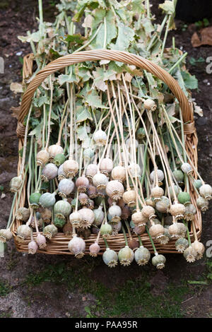 Papaver somniferum. Cesto di papavero seedheads. Foto Stock