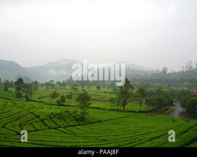 Il Malabar le piantagioni di tè si trova a Bandung. Viaggiare in Bandung, Indonesia. 5 Ottobre 2012 Foto Stock