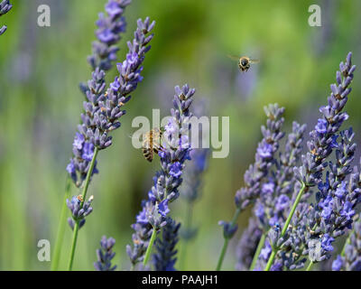 Honeybee lavoratore Apis mellifera avanzamento sul giardino di lavanda in giardino cottage confine Foto Stock