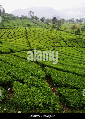 Il Malabar le piantagioni di tè si trova a Bandung. Viaggiare in Bandung, Indonesia. 5 Ottobre 2012 Foto Stock