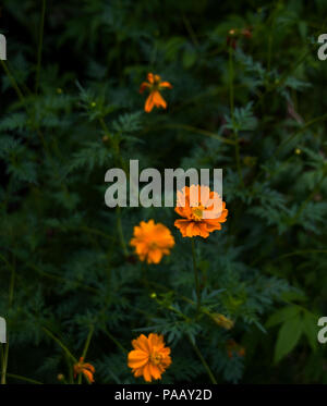 Bella di fiore di arancia testa nel parco pubblico a Chiang Mai, Thailandia. Foto Stock