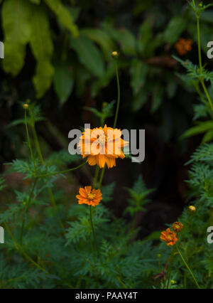 Bella di fiore di arancia testa nel parco pubblico a Chiang Mai, Thailandia. Foto Stock