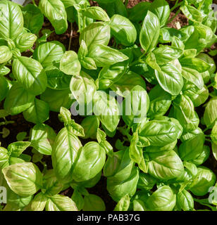 Una chiusura del basilico culinario (Ocimum basilicum) essendo cresciuto vicino insieme in un impianto di pentola e pronto per uso domestico. Foto Stock