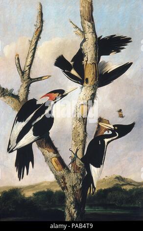 L'avorio fatturati picchi. Artista: Giuseppe Bartolomeo Kidd (1808-1889); dopo John James Audubon (American (nato Haiti), Les Cayes (San-Domingue) 1785-1851 New York). Dimensioni: 39 1/4 x 26 1/4 in. (99,7 x 66,7 cm). Data: ca. 1830-31. Visto l'ultima volta nel 1944 e pensato per essere estinte, Costa d'Avorio-picchio fatturati recentemente è stato avvistato più volte in un National Wildlife Refuge in Arkansas. Qui raffigurato in grandezza naturale, Costa d'Avorio-bill è il più grande del suo genere in Nord America; Audubon indicato come "questa grande capotribù della tribù picchio, ed esso è stato anche soprannominato 'il Signore Dio uccello,' fo Foto Stock