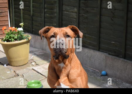 Orso Yogi la nostra famiglia cane Foto Stock