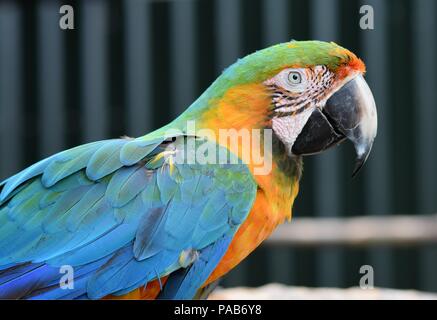Blu e Giallo Macaw Parrot Foto Stock