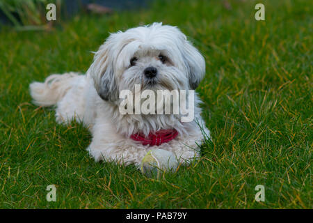 Maltese bianca / cane Shih Tzu crossover giocando con la palla da tennis in erba verde Foto Stock