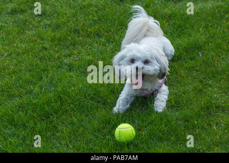 Maltese bianca / cane Shih tzu crossover giocando con la palla da tennis in erba verde indossando un cavo rosa Foto Stock