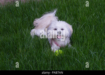 Maltese bianca / cane Shih tzu crossover giocando con la palla da tennis in erba verde indossando un cavo rosa Foto Stock