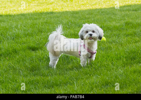 Maltese bianca / cane Shih tzu crossover giocando con la palla da tennis in erba verde indossando un cavo rosa Foto Stock