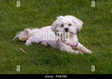Il Maltese cane / Shih Tzu crossover di riposo in erba indossando un cavo rosa Foto Stock