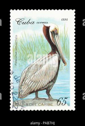 Annullato francobollo stampato da Cuba, che mostra Brown pelican, circa 1994. Foto Stock