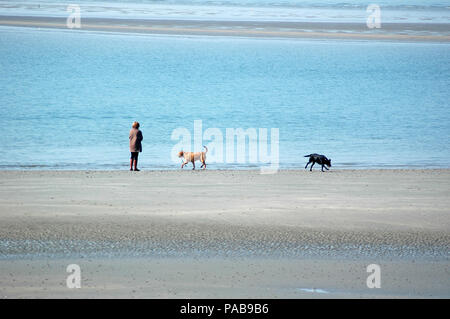 Persona con una golden labrador e uno nero labrador su West Wittering Beach, Chichester, West Sussex, in Inghilterra, Regno Unito. Marzo. La bassa marea. Foto Stock