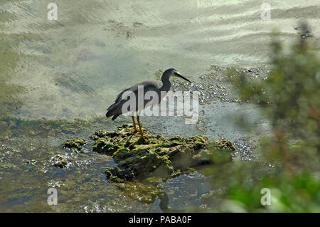 Di fronte bianco airone cenerino, Egretta novaehollandiae. Foto Stock