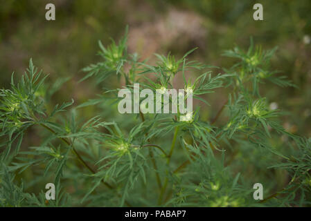 Ambrosia artemisiifolia impianto Foto Stock