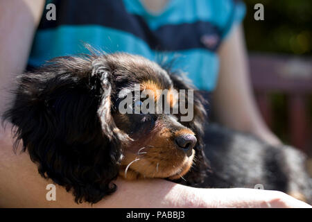 King Charles Spaniel cucciolo di 13 settimane di età, England, Regno Unito; Foto Stock