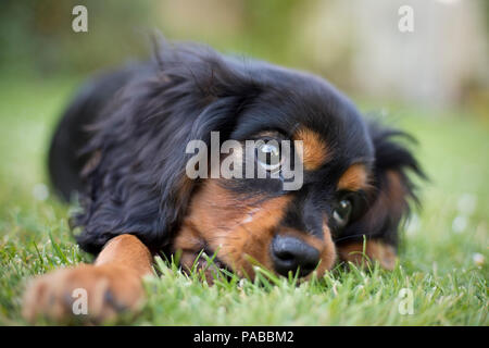 King Charles Spaniel cucciolo di 13 settimane di età, England, Regno Unito; Foto Stock