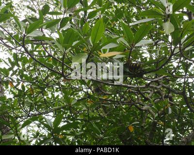 Puerto Princesa, Filippine. 04 Luglio, 2018. Boiga dendrophila, comunemente chiamato il serpente di mangrovie o oro-inanellati cat snake, è un blando specie velenosa di retro-fanged colubrid e uno dei più grandi cat specie di serpente, con una media di 6 - 8 metri di lunghezza che si trova comunemente nel sud-est asiatico. Credito: Sherbien Dacalanio/Pacific Press/Alamy Live News Foto Stock