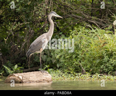 Airone cenerino in piedi su un log Foto Stock