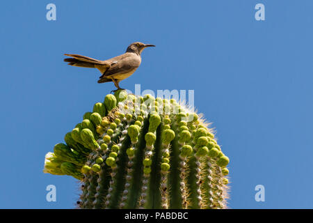 Primo piano curvo Thrasher Bill in fioritura CactusC Saguaro Foto Stock