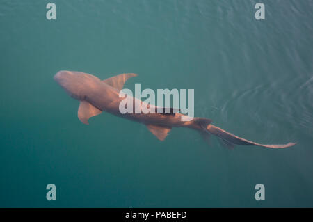 Bruno squalo nutrice, Il Kimberley, Australia occidentale Foto Stock