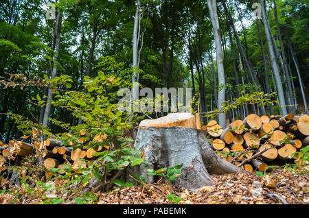 La deforestazione delle foreste di latifoglie. Foto Stock