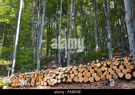 Tronchi di legno con la foresta sullo sfondo. Bosco di Faggio. Foto Stock