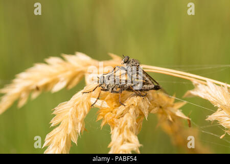 Un paio di coppie di ladri di accoppiamento vola, ordinare Diptera, durante il caldo tempo nel 2018. Le mosche rapinatore sono predatorie e si nutrono di altri insetti. Dorset Inghilterra GB Foto Stock