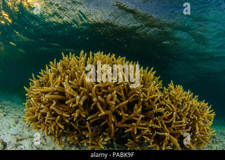 Acropora cervicornis, Acropora - los roques venezuela snorkeling Foto Stock