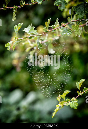Coperti di rugiada spider web formata tra i rami di un albero di biancospino Foto Stock