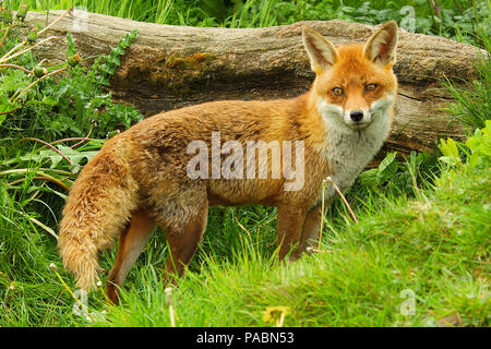 Adulto rosso europeo volpe (Vulpes vulpes) in piedi e guardando verso la parte anteriore che mostra tutta la lunghezza del suo corpo Foto Stock