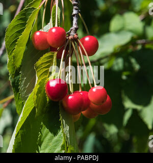 Mazzetto di bella rossa di ciliegie mature appeso su un ramo di un albero Foto Stock