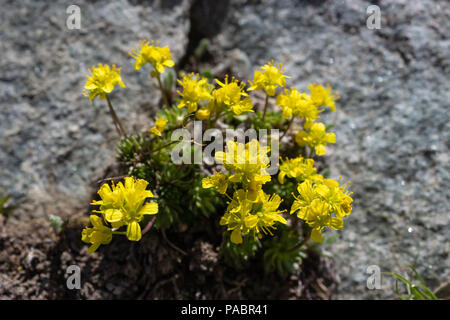 Di fiori alpini Draba Aizoides(yellow whitlow-grass ), Valle d'Aosta, Italia. Foto scattata a un'altitudine di 2900 metri. Foto Stock