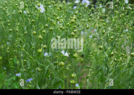 Close up della fioritura delle piante di lino Foto Stock