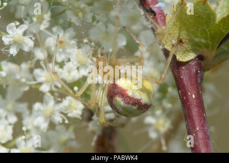 Candy striped spider (Enoplognatha ovata) Foto Stock