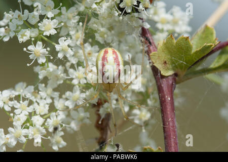 Candy striped spider (Enoplognatha ovata) Foto Stock