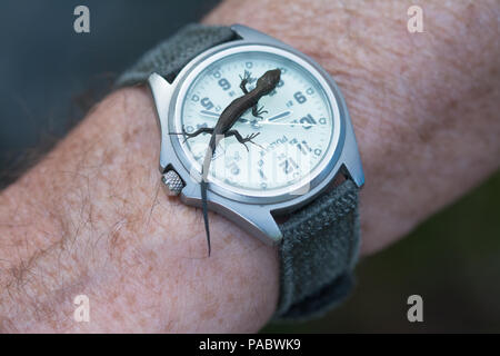 Baby lizard (comune o lucertola vivipara, Zootoca vivipara) su un uomo di orologio da polso Foto Stock