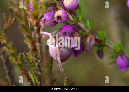 Ragno di granchio di Erica (Thomisus onustus). Ragno di granchio di colore rosa mimetizzato su Bell heather nel Surrey, Regno Unito Foto Stock