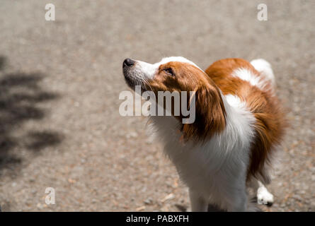 Kooikerhondje cane, Mostra canina, libera Off-guinzaglio sul percorso, Rare herding breed dai Paesi Bassi Foto Stock