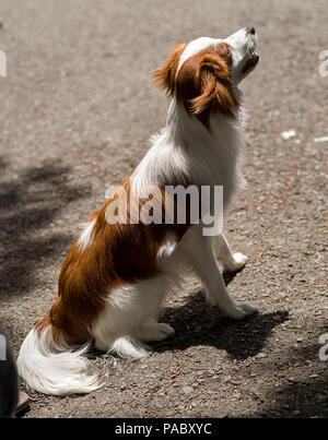 Kooikerhondje cane, Mostra canina, libera Off-guinzaglio sul percorso, Rare herding breed dai Paesi Bassi Foto Stock