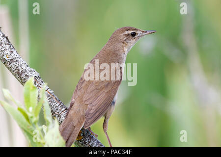 Savi di trillo (Locustella luscinioides). Russia, Rjazan Regione, Nowomitschurinsk. Foto Stock