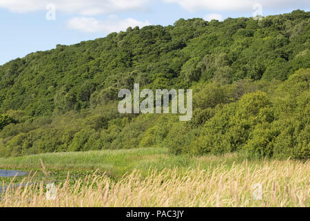 Legno di Cree RSPB Riserva Naturale Newton Stewart Dumfries and Galloway Scotland Foto Stock