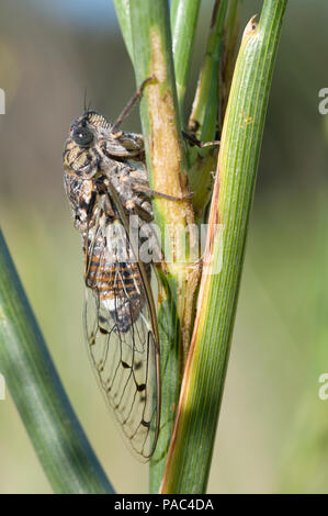 Cigale grise - Cigale de l'Orne - Cigale du frene - Cicala - orni Cicala Foto Stock