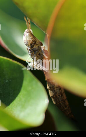 British Ninfa di libellula involucro Foto Stock