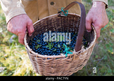 Ai mirtilli freschi backgroundin cestello. Uomo maturo la raccolta di frutti di bosco in foresta Foto Stock