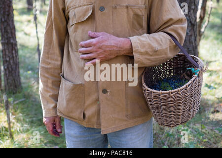 Ai mirtilli freschi backgroundin cestello. Uomo maturo la raccolta di frutti di bosco in foresta Foto Stock