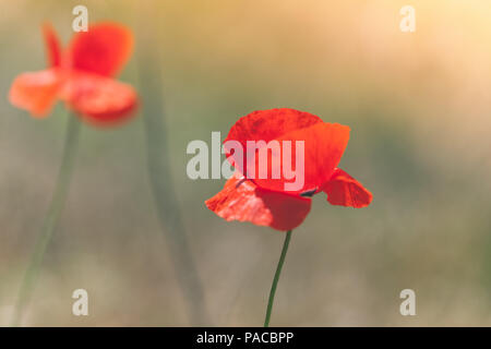 Papavero rosso dei fiori di campo estivo. Close-up foto con selective soft focus Foto Stock