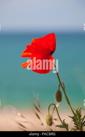 Papavero rosso fiore crescente sulla costa del mare, verticale close-up foto con messa a fuoco selettiva Foto Stock